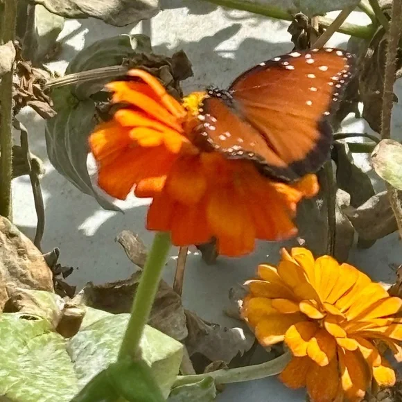 Vineyard Vines Unlined Board Shorts Boys Size Large - Picture 8 of 8
